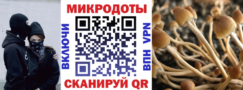 Галлюциногенные грибы Psilocybine cubensis  Тейково 